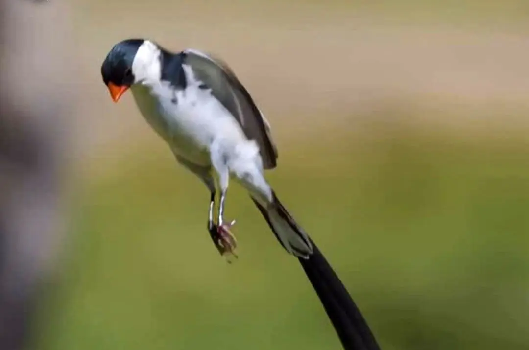 جذب جفت با رقصی زیبا