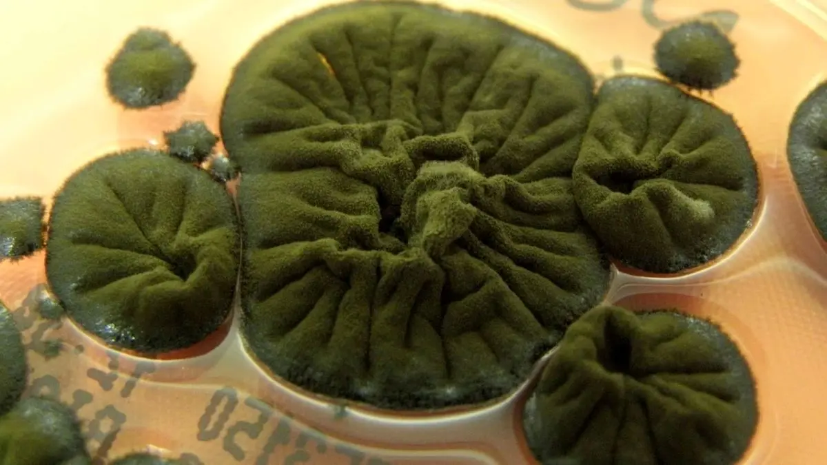 قارچ سیاه چرنوبیل: موجودی که پرتوهای هسته‌ای را می‌خورد!