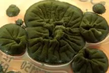 قارچ سیاه چرنوبیل: موجودی که پرتوهای هسته‌ای را می‌خورد!