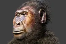 کشف دست‌های شگفت‌انگیز با ویژگی‌های گوریل و انسان!