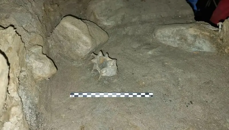 حیوانات  عصر یخبندان