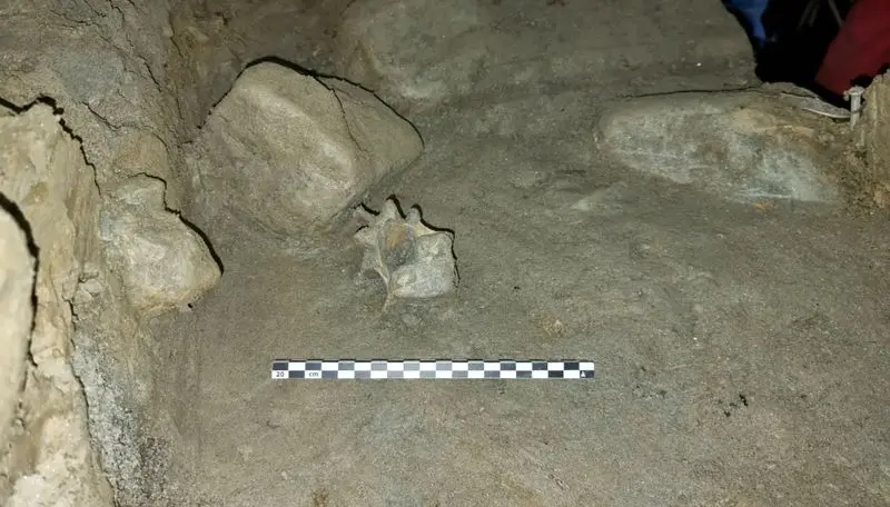 حیوانات  عصر یخبندان