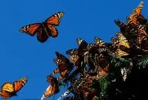 ببینید؛ عمل موفق پیوند بال به یک پروانه شهریار