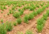 کشت کنترل‌شده گیاهان دارویی؛ شقایق الی‌فرا نه کشت خشخاش
