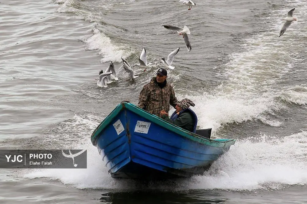 تصاویر؛ کاکایی‌ها؛ تماشایی‌ترین رفت‌وآمد زمستانی انزلی 31