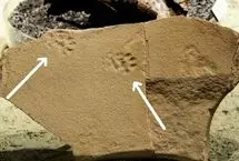 کشف ردپای اسرارآمیز یک گربه‌ ۲۹ میلیون ساله در دل آتشفشان!