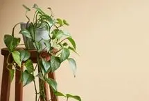 راهنمای نگهداری پتوس در خانه؛ از آبیاری و نور تا تکثیر و رفع مشکلات