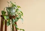 راهنمای نگهداری پتوس در خانه؛ از آبیاری و نور تا تکثیر و رفع مشکلات