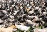 تصاویری از حیات‌وحش هفته؛ از چهارقلوهای نادر لمور تا آخرین گله‌های اسب وحشی 