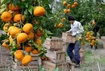 آخرین قیمت‌ میوه در تره‌بار تهران/ گرانی مرکبات در راه است؟