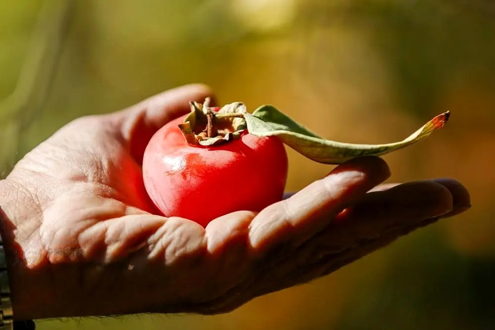 تصاویر؛ برداشت خرمالو از باغ‌های شیراز