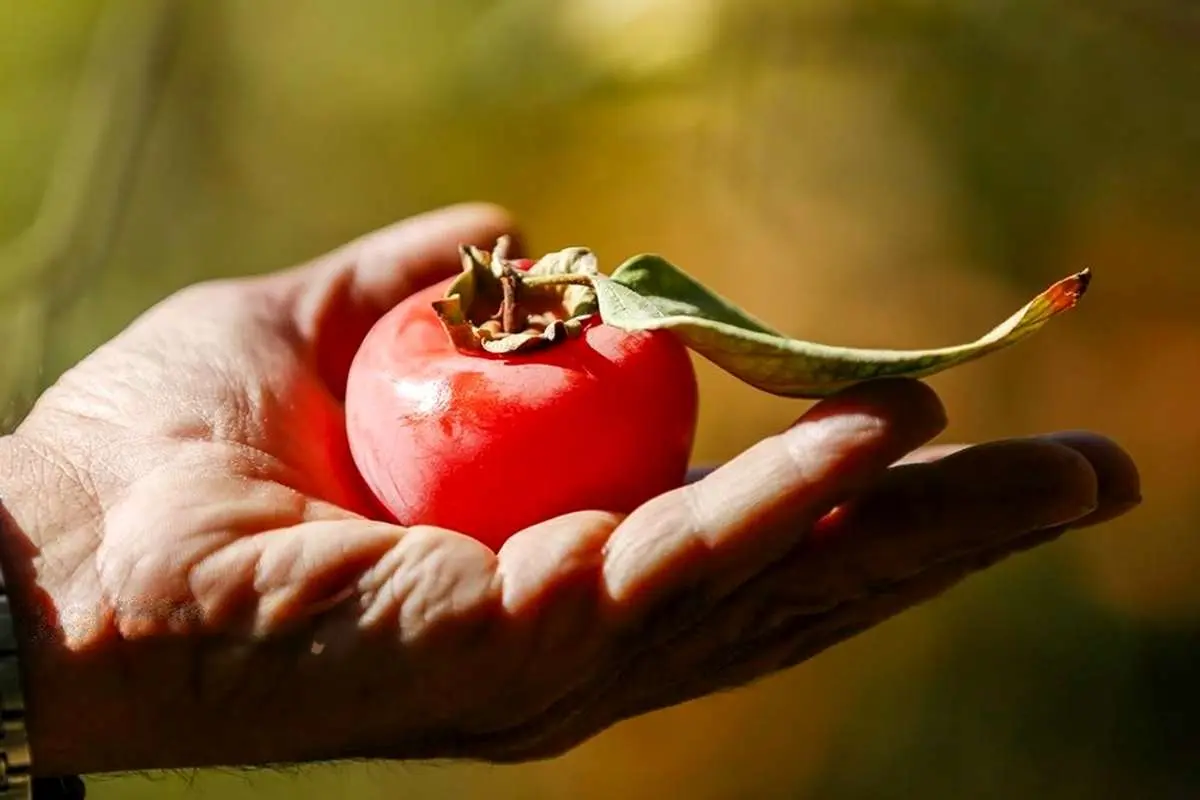 تصاویر؛ برداشت خرمالو از باغ‌های شیراز