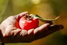 تصاویر؛ برداشت خرمالو از باغ‌های شیراز