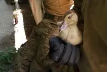 ببینید؛ یک جوجه‌اردک به ارتش اوکراین پیوست!