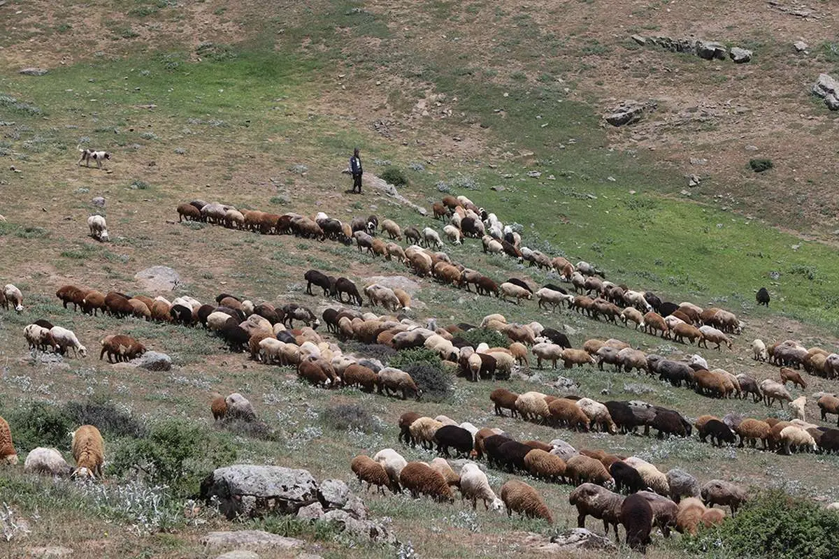 تصاویر؛ قُرُق‌شکنی