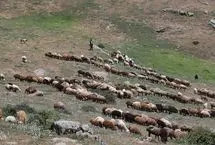 تصاویر؛ قُرُق‌شکنی