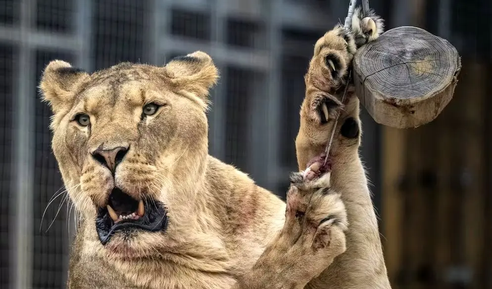 نوجوان برزیلی توسط یک شیر دریده شد