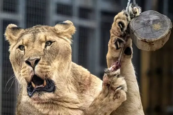 نوجوان برزیلی توسط یک شیر دریده شد