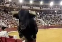 ویدئو؛ لحظه وحشتناک پرش گاو به سمت تماشاگران در اسپانیا