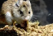 ببینید؛ موش کوچکی که مثل گرگ زوزه می کشد!