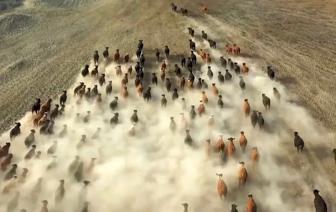 تصاویری جالب از کابوی‌های ایغدیر و هزاران رأس گاو