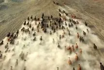 تصاویری جالب از کابوی‌های ایغدیر و هزاران رأس گاو