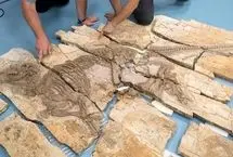 کشف دایناسور 125 میلیون ساله با خارهای شگفت‌انگیز