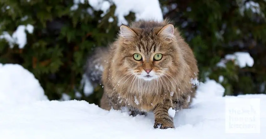 گربه‌ای بیش از حد دقیق سوژه شد 