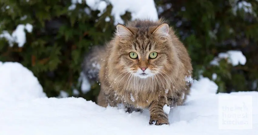 گربه‌ای بیش از حد دقیق سوژه شد 