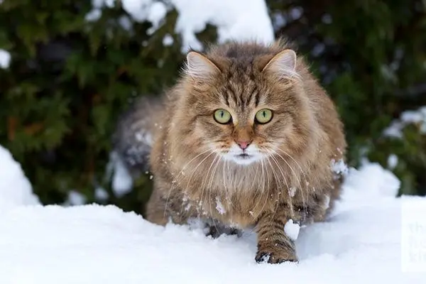 گربه‌ای بیش از حد دقیق سوژه شد 