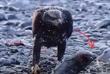 سیلی غیرمنتظره ماهی به صورت یک عقاب