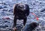 سیلی غیرمنتظره ماهی به یک صورت یک عقاب