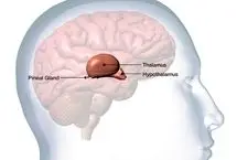 عصب‌شناسان نگهبان آگاهی انسان در مغز را شناسایی کردند