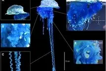 کشف یک عروس دریایی سامورایی در ژاپن!