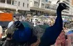 حیوانات و پرندگان عجیب و غریب در بازار بغداد حیوانات و پرندگان عجیب و غریب در بازار بغداد