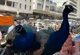 حیوانات و پرندگان عجیب‌ و غریب در بازار بغداد