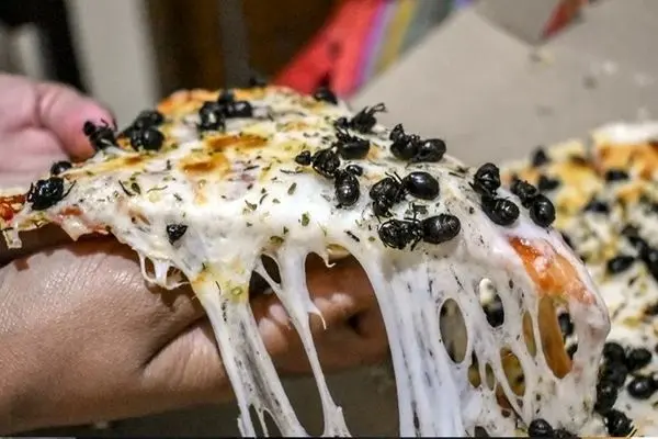 پیتزای مورچه؛ غذایی سرشار از پروتئین