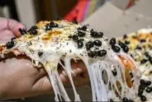 پیتزای مورچه؛ غذایی سرشار از پروتئین