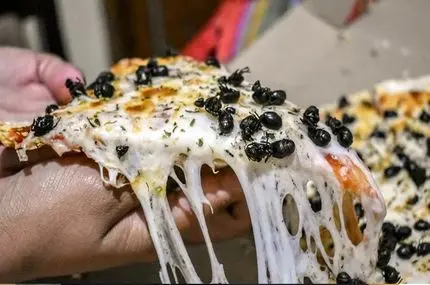 پیتزای مورچه؛ غذایی سرشار از پروتئین