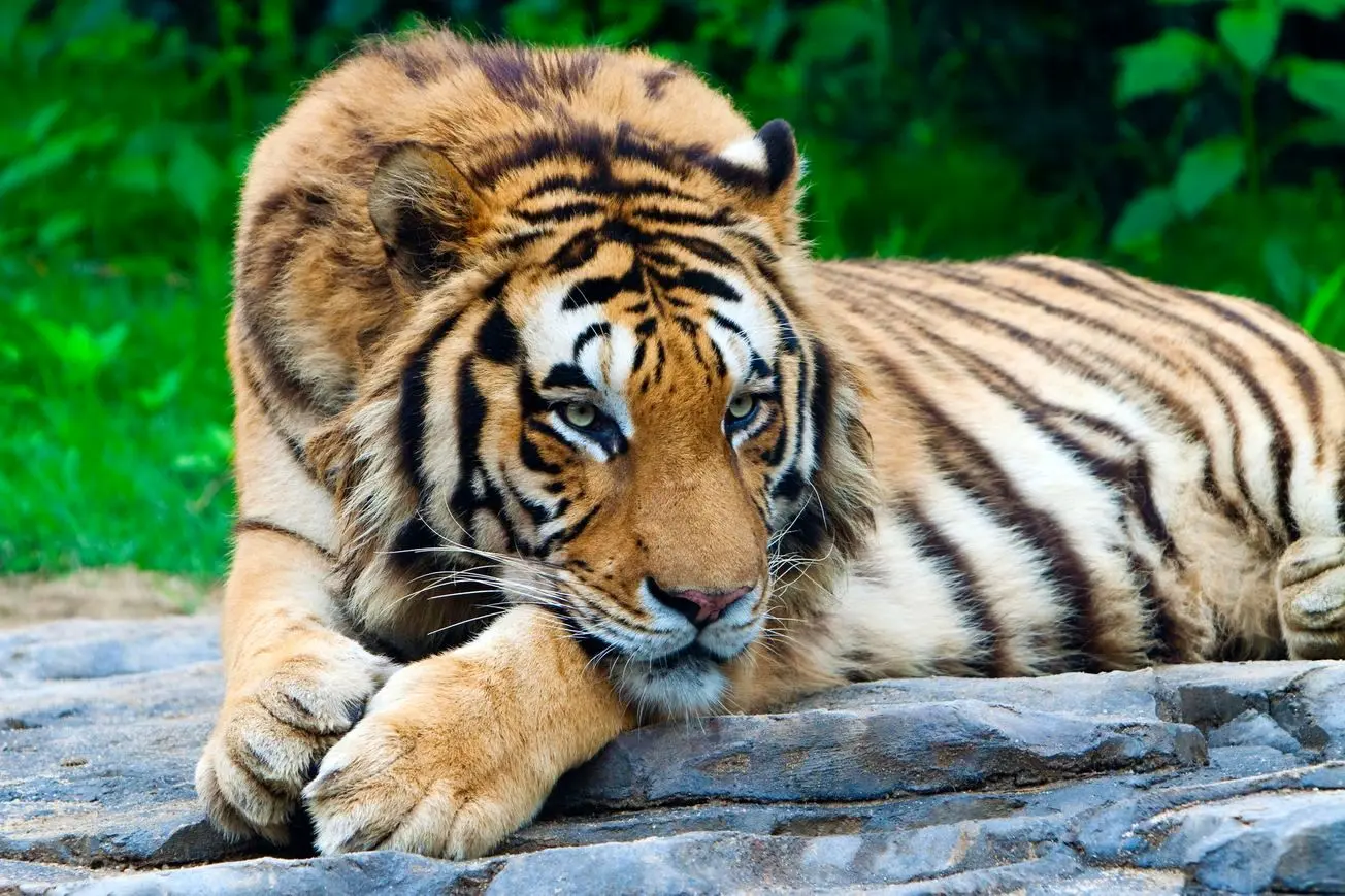 حمله یک ببر به خودروی گردشگران 