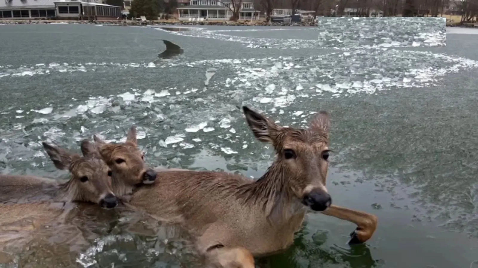 نجات سه گوزن از رودخانه یخ‌زده