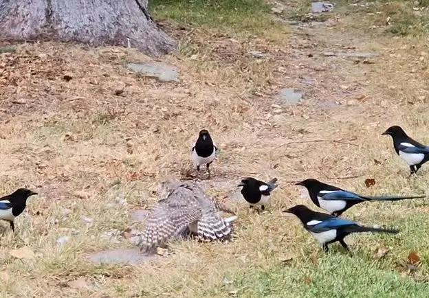 جدال شاهین با ۱۵ زاغی برای تصاحب یک یاکریم