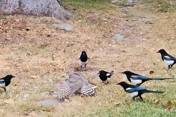 جدال شاهین با ۱۵ زاغی برای تصاحب یک یاکریم