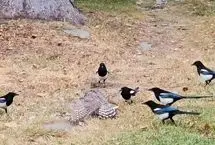 جدال شاهین با ۱۵ زاغی برای تصاحب یک یاکریم