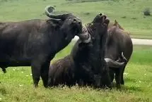 گیر کردن شاخ‌ها در نبرد گاوها
