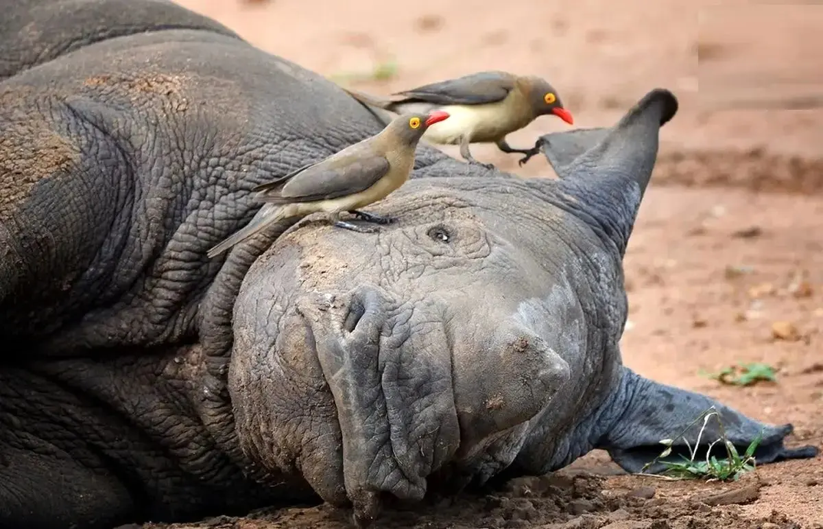 رابطه عجیب کرگدن‌ها با پرندگان خون‌خوار!