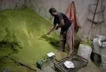 تصاویر؛ آیین کهن «حنا سابی» در یزد