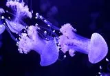 افتتاح نخستین موزه عروس دریایی