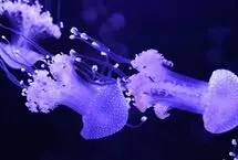 افتتاح نخستین موزه عروس دریایی