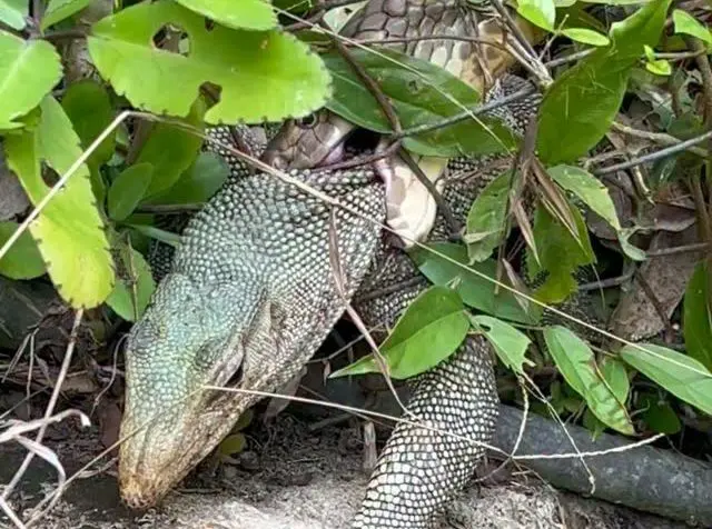 حمله فرصت‌طلبانه شاه‌کبرا به بزمجه غول‌پیکر